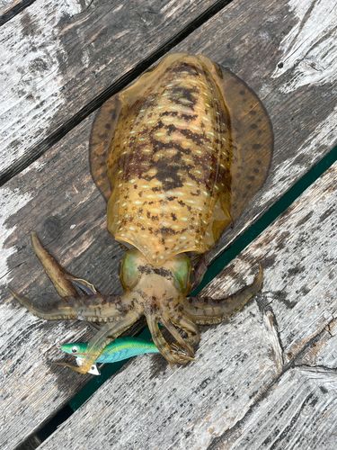 アオリイカの釣果