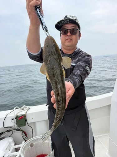 マゴチの釣果