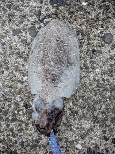 モンゴウイカの釣果
