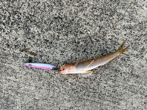 エソの釣果