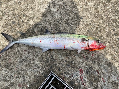 サゴシの釣果