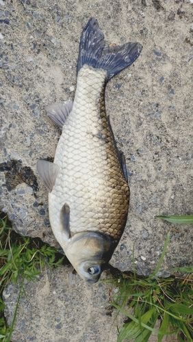 ヘラブナの釣果