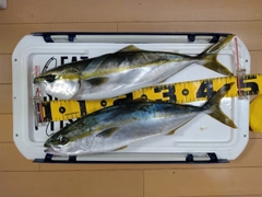 イナダの釣果