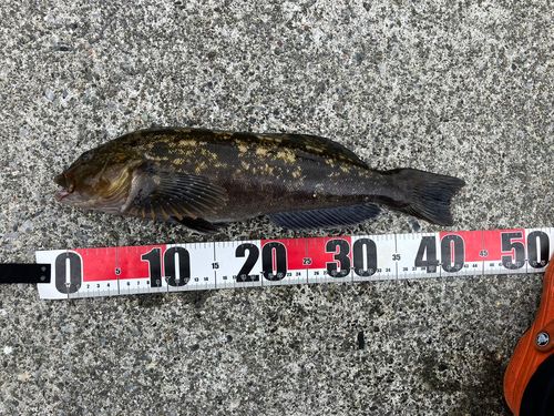 アイナメの釣果