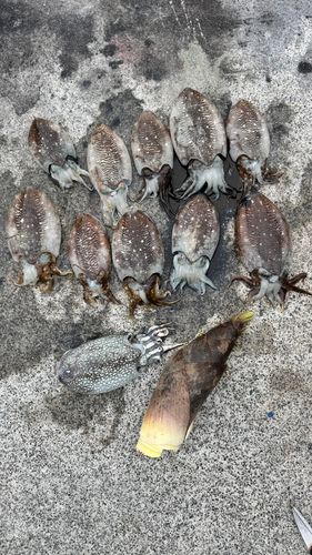 コウイカの釣果