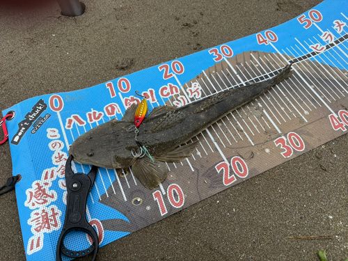 マゴチの釣果