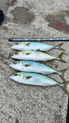 イナダの釣果