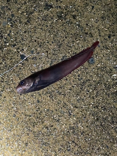 ドンコの釣果