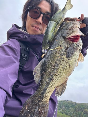玉川で釣れたブラックバスの釣り・釣果情報 - アングラーズ | 釣果600
