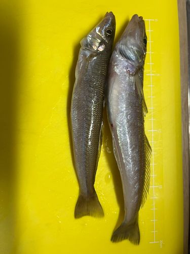 シロギスの釣果