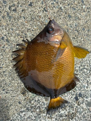 チョウチョウウオの釣果