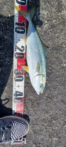 イナダの釣果