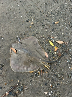 アカエイの釣果