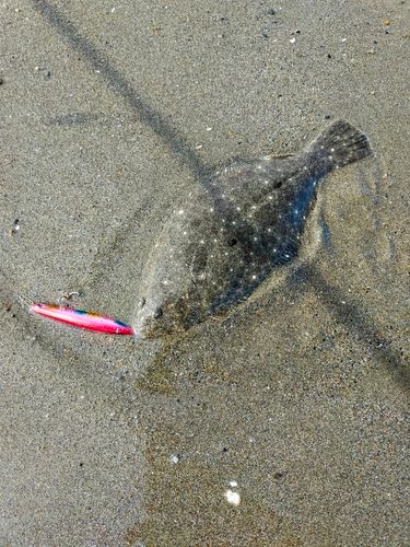ソゲの釣果