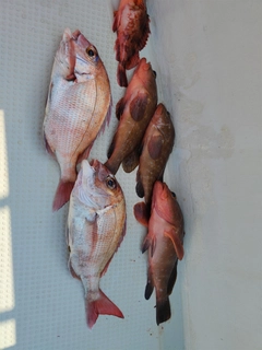 タイの釣果