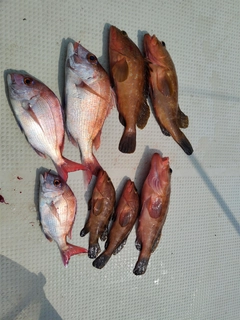タイの釣果
