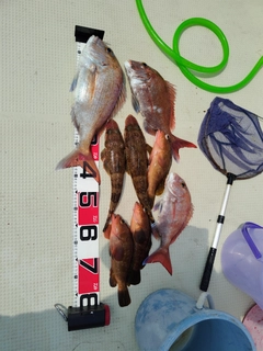 タイの釣果
