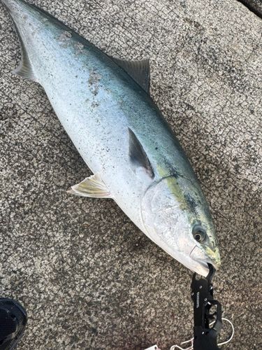 ブリの釣果
