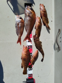 タイの釣果