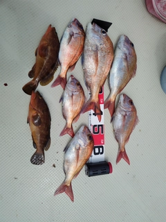 タイの釣果