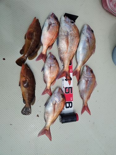 タイの釣果