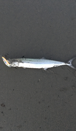 サゴシの釣果