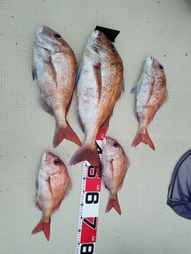 タイの釣果