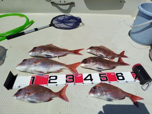 タイの釣果