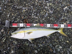 ブリの釣果