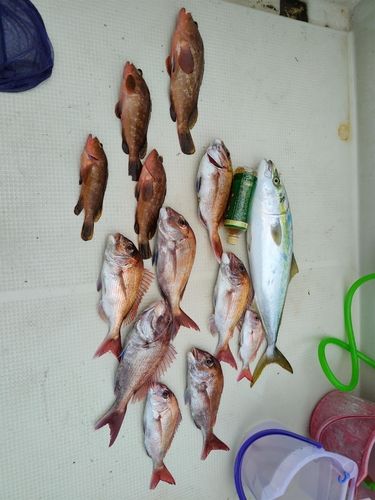 ハマチの釣果