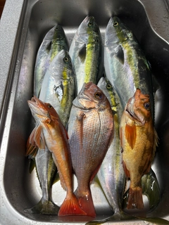 ワラサの釣果