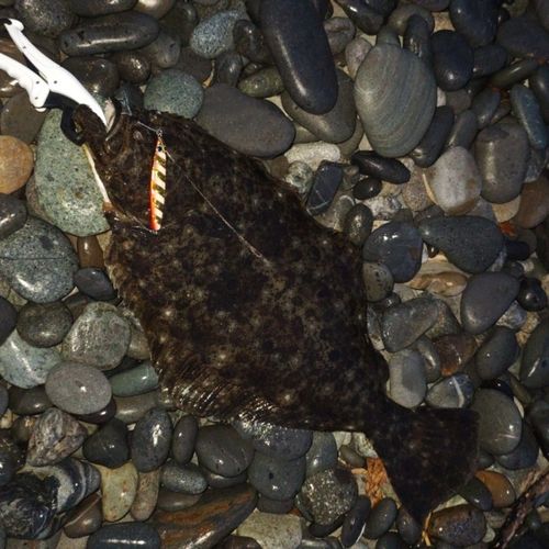 ヒラメの釣果
