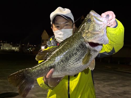 浜大津で釣れたブラックバスの釣り・釣果情報 - アングラーズ | 釣果