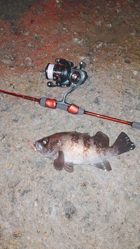 シロメバルの釣果