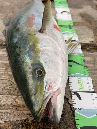 メジロの釣果