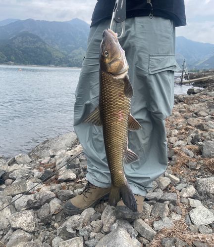 ニゴイの釣果