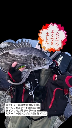 クロダイの釣果