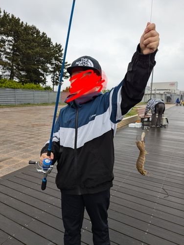 シャコエビの釣果