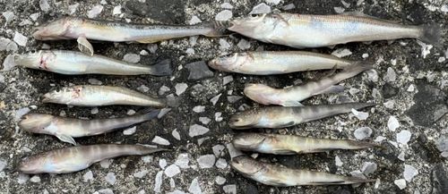 キスの釣果