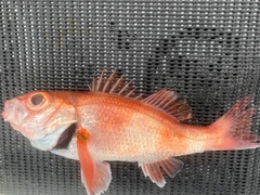 アカムツの釣果