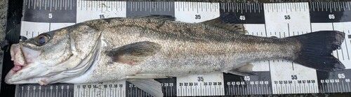 スズキの釣果