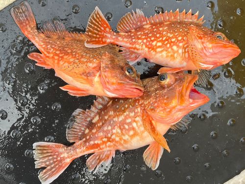 カサゴの釣果