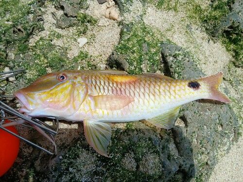 コバンヒメジの釣果