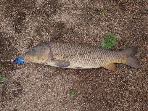 コイの釣果