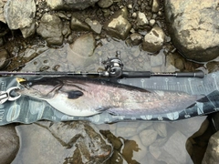 ビワコオオナマズの釣果