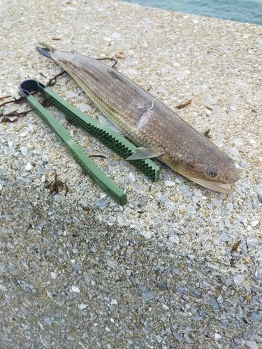 エソの釣果