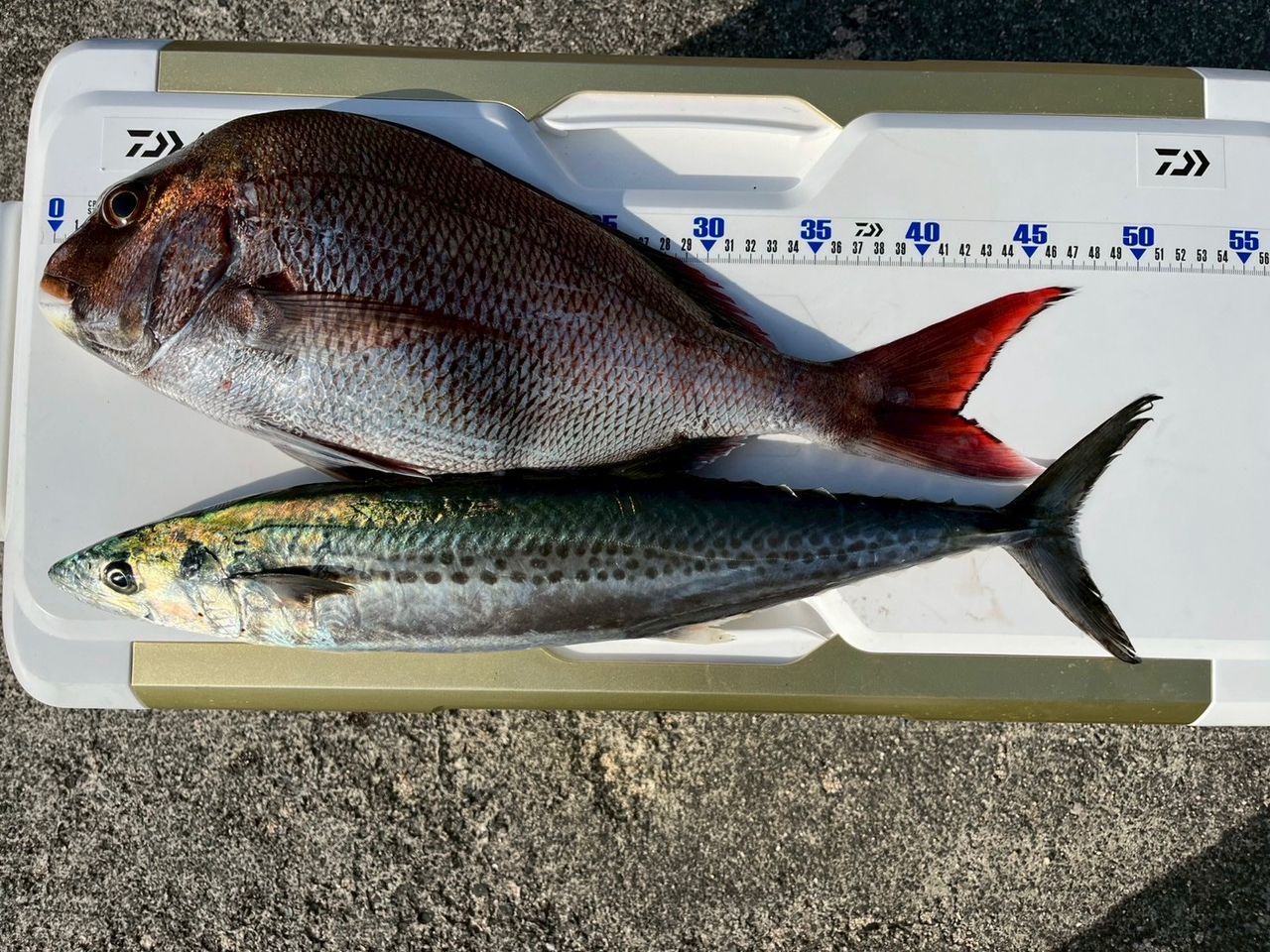 SHIMANO 21ゲーム タイプ LJ S610-0の最安値・インプレ・釣果 | 本音の