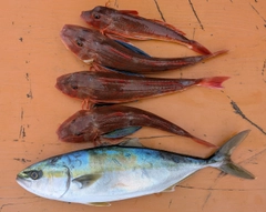 イナダの釣果