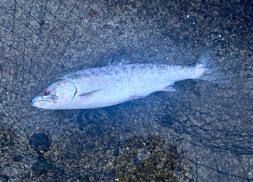 サクラマスの釣果