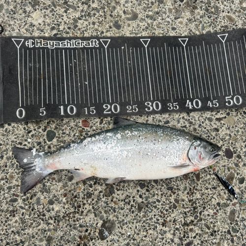 釣果